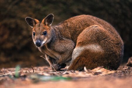 Wild kangaroo at in the woods of Perth Australia and surroundings suburdsの写真素材