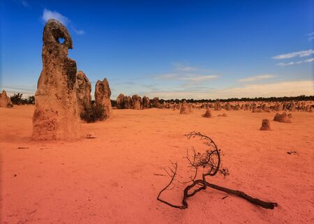 The Pinnacles are limestone formations within Nambung National Park, near the town of Cervantes, Western Australiaの写真素材