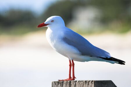 Seagull as seen from Fremantle fishing boat harbour Perth Australiaの写真素材