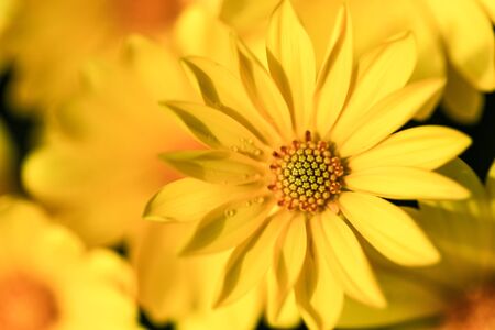 Macro closeup view of yellow flower with beautiful natural texture and design
