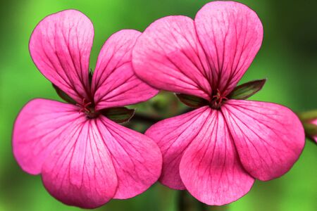 Macro closeup view of vivid color flower with beautiful natural texture and designの写真素材