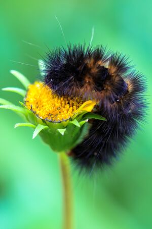 Close up of brown hairy caterpillar feasting on a daisy flower against bokeh backgroundの写真素材