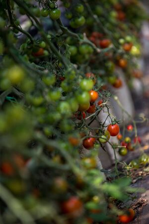 Healthy bunch of tomato on vines of tomato plant with green and red fruitの写真素材