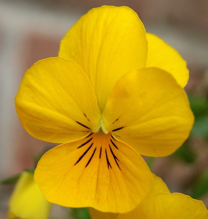 Macro of yellow flower with black lines の写真素材