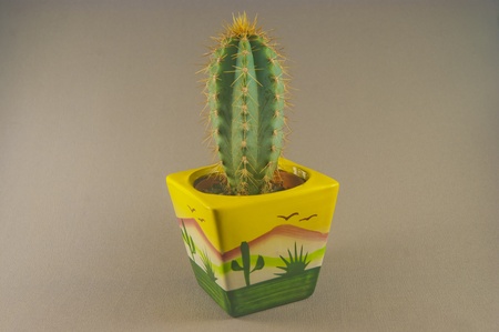Mini Cactus in colourful pot on grey backgroundの写真素材