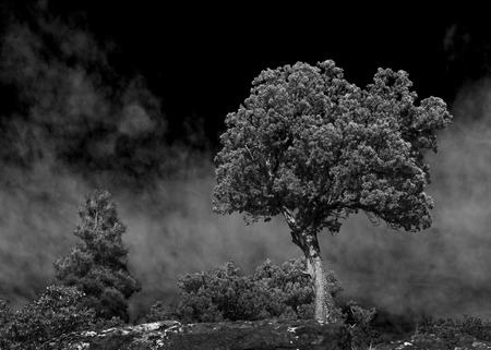 Black and white tree on trail in White Mountains Arizonaの写真素材