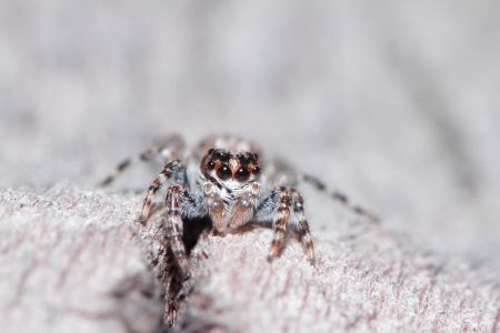 Jumping Spiderの写真素材