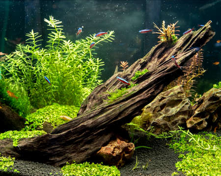 Underwater landscape nature style closeup aquarium tank with a variety of aquatic plants and driftwood inside.の写真素材
