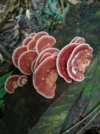 A closeup shot of wild mushrooms on a hiking route in forest