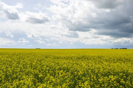 Bright yellow canola flower growing in field