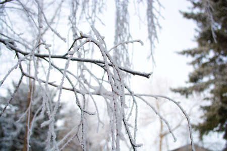 Frosted tree branches covered in colder seasonの写真素材
