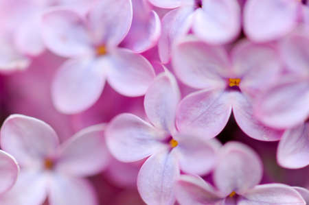 Macro of pretty pint flowers.の写真素材