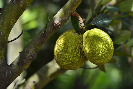 Jackfruits on the tree