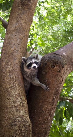 Curious raccoonの写真素材