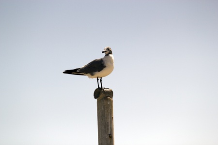 Seagull