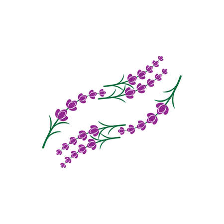 Fresh Lavender flower logo vector flat designのイラスト素材