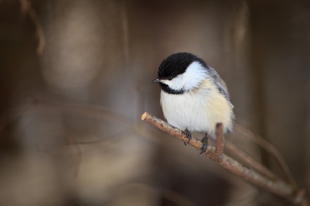 A black-capped chickadee is perch on a branch.の写真素材