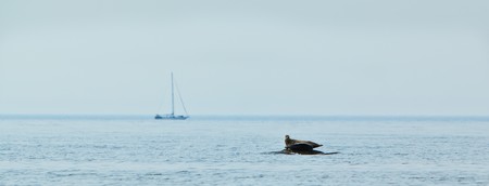 Two seals are resting on a rock when a sailboat is passing by.の写真素材