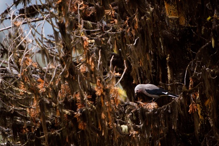 At fall, a Clark's nutcraker is finding some nuts in a tree to prepare for winter.の写真素材