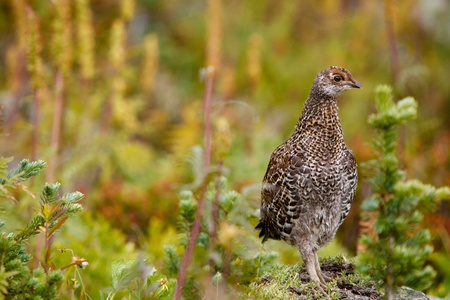 An adult female rufffed grouse is standing on a rock.の写真素材