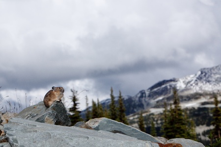 A small pika stands nervously standing on a rock.の写真素材
