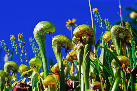 California Pitcher Plants standing tall in nature.の写真素材