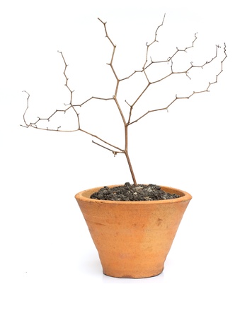 Dry tree in pot isolated on white backgroundの写真素材