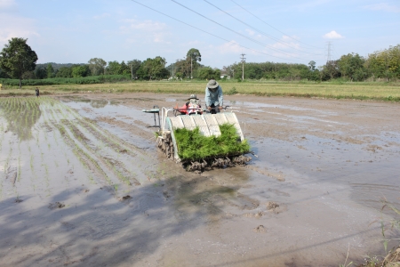 rice planting by rice planting machine in Thailandの写真素材