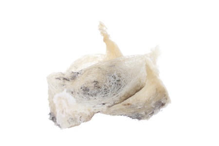 Swallow nests の写真素材