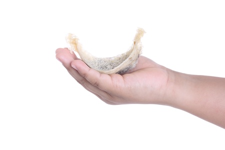 Swallow nest on handの写真素材