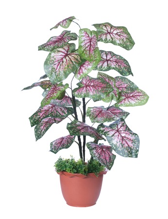 plant for house and office decorationの写真素材