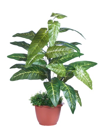plant for house and office decorationの写真素材