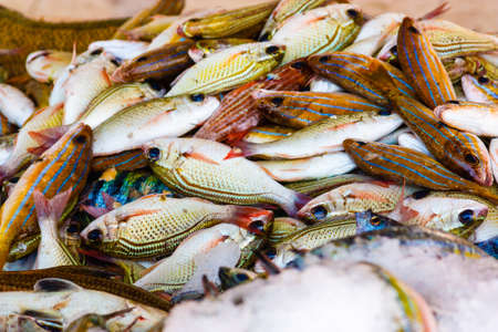 Colored fishes at the fish market in Muscat, Oman