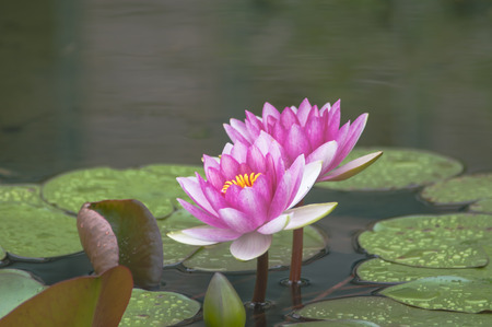 Two water liliesの写真素材
