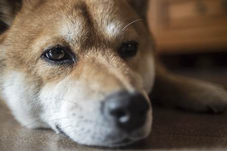 Close up of dogの写真素材
