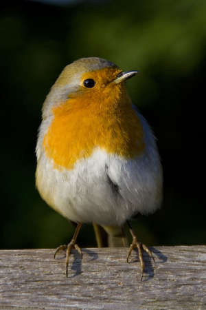 robin