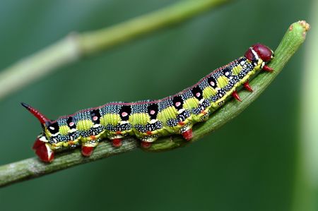 Macro caterpillarの写真素材