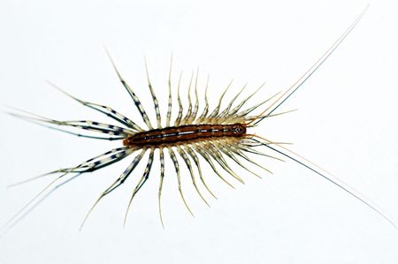 Centipede insectの写真素材
