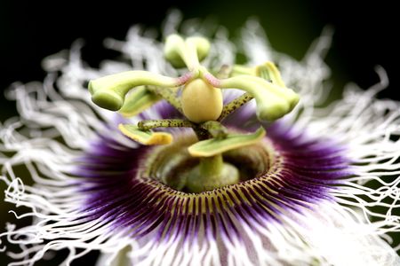 macro detailed of a passion fruit flowerの写真素材