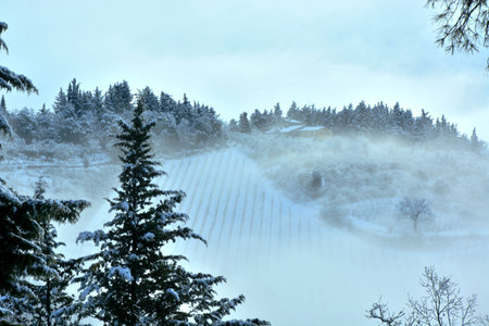 snowy countryside landscape, with snow and fog, hill and vineyardsの写真素材
