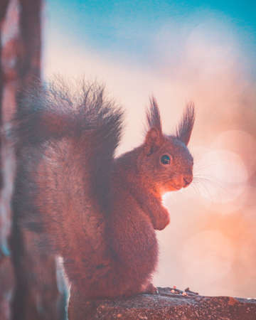 Red Squirrel sitting back on stone eating a nutの写真素材