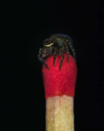 adorable spider posing on a matchの写真素材