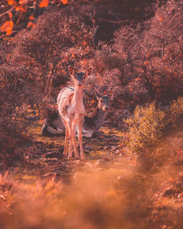 Golden light wildlife portrait of a female spotted deer (dama dama) in a forest in the Tuscan countryside.の写真素材