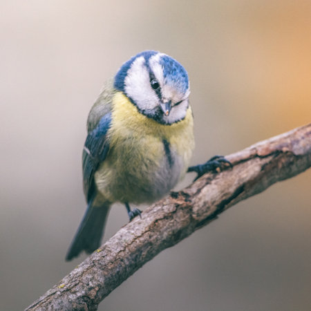 Eurasian Blue Tit standing on the branchの写真素材