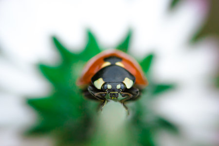 Ladybird on Back of Yellow Flowerの写真素材