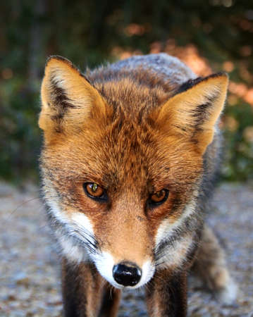 The Eyes of a Red European Foxの写真素材