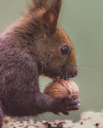 Close-up portrait of squirrel with nut in its pawsの写真素材