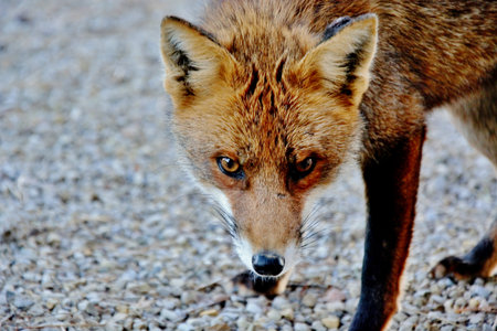 The Eyes of a Red European Foxの写真素材