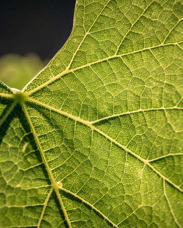 Close Up View Of Fresh Young Green Grape Leaves Backgroundの写真素材