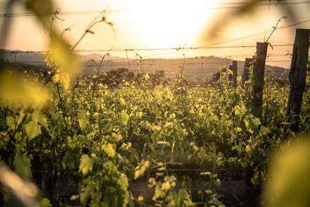 sunset over the vineyards in spring against the lightの写真素材